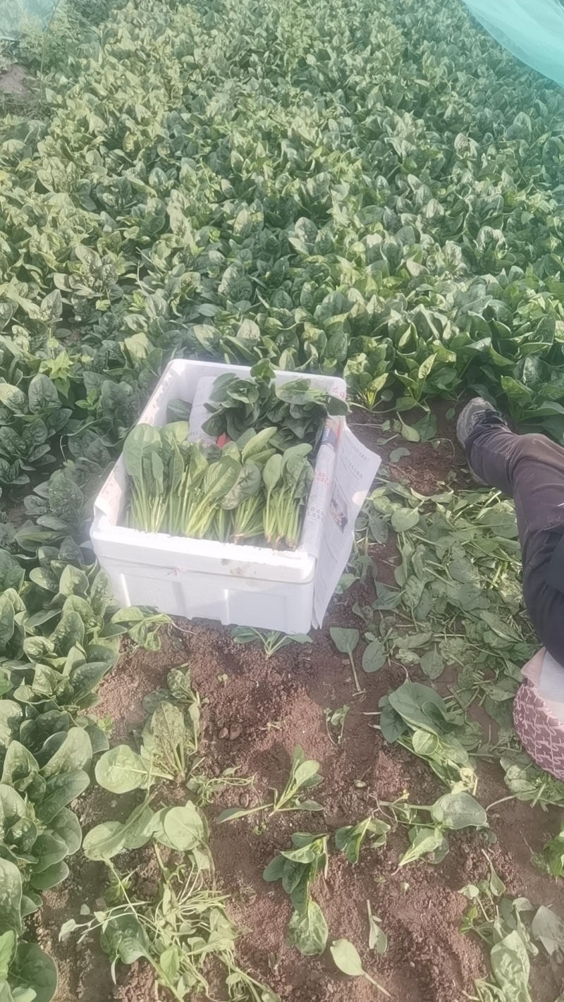 内蒙大叶菠菜现货350箱，东莞附近可自提