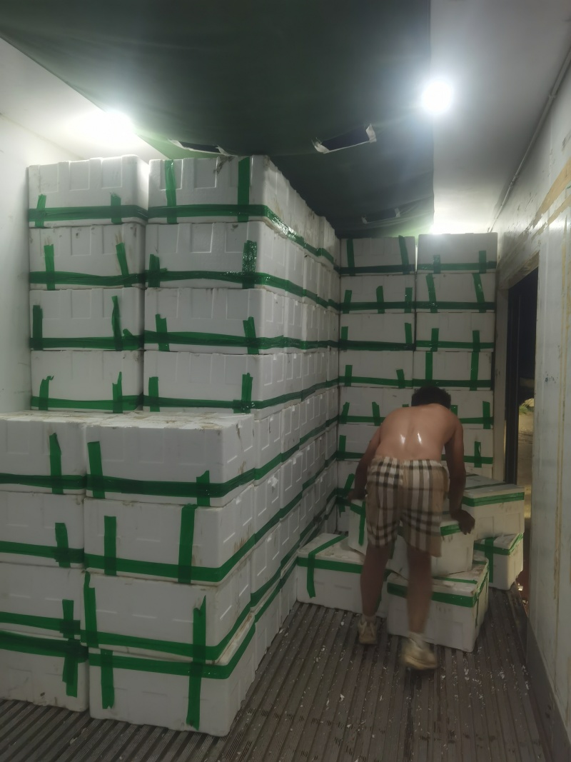 内蒙大叶菠菜现货350箱，东莞附近可自提