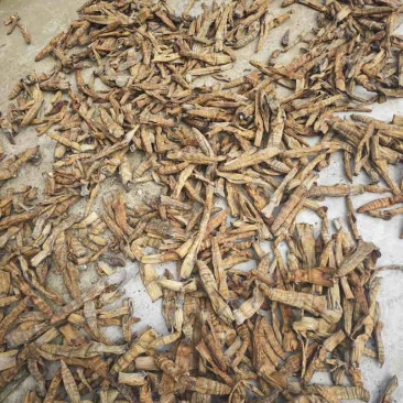 烟熏笋干筒笋量大目前在产地发货欢迎各位采购定货
