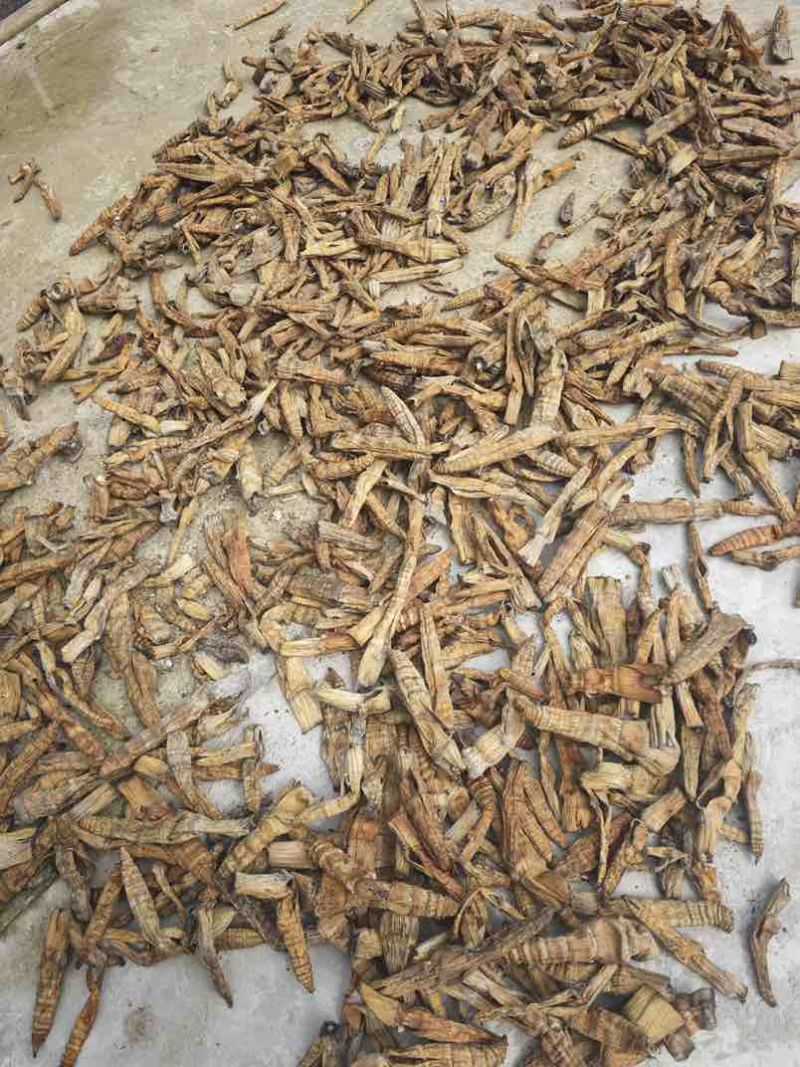 烟熏笋干筒笋量大目前在产地发货欢迎各位采购定货