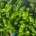 高山鲜辣椒新苗薄皮辣椒红辣椒小米椒螺丝椒2307螺线线椒