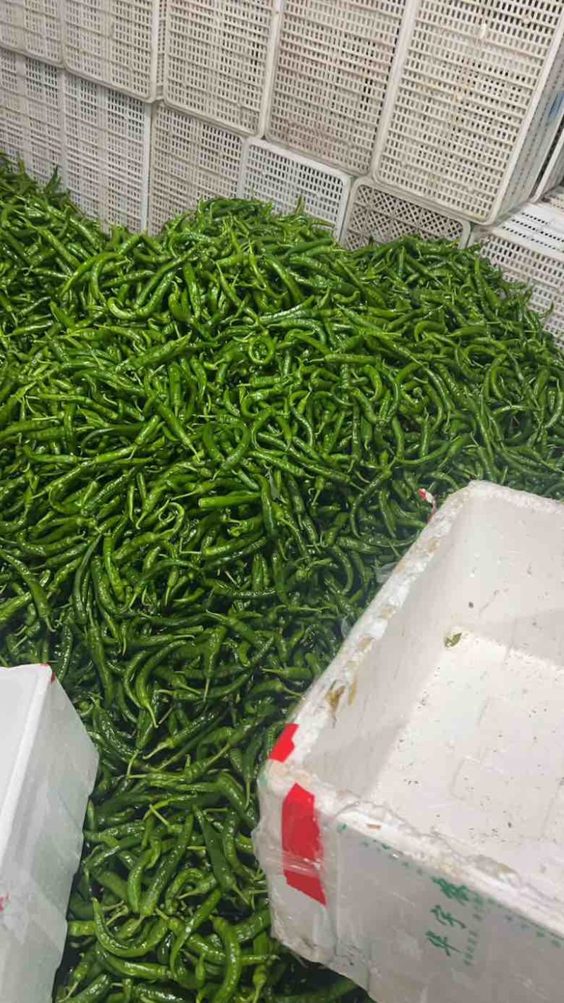 高山鲜辣椒新苗薄皮辣椒红辣椒小米椒螺丝椒2307螺线线椒