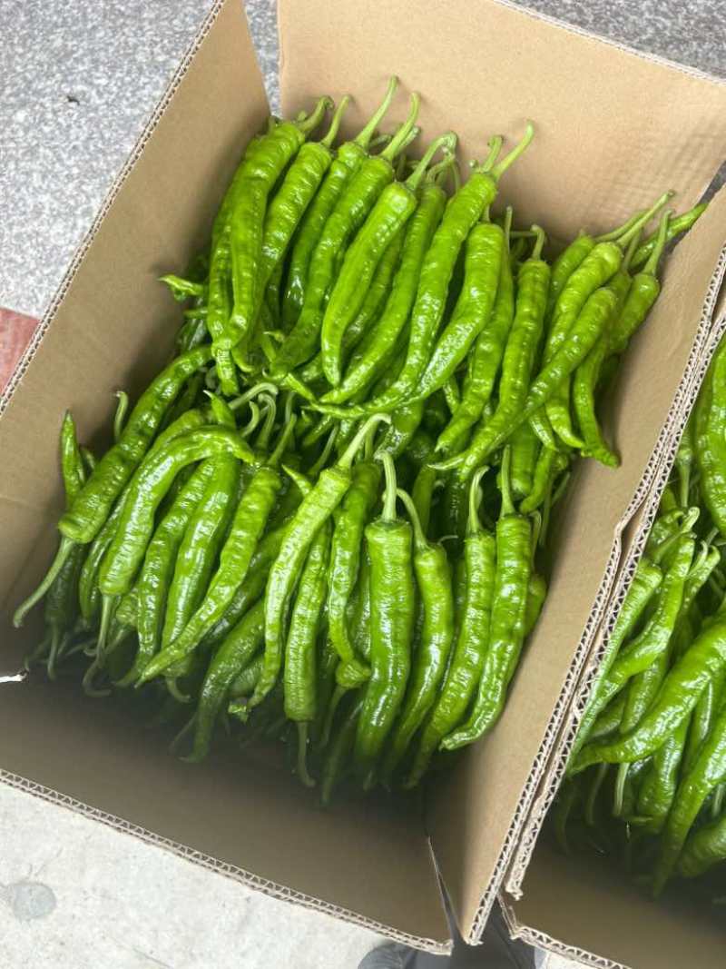 高山鲜辣椒新苗薄皮辣椒红辣椒小米椒螺丝椒2307螺线线椒