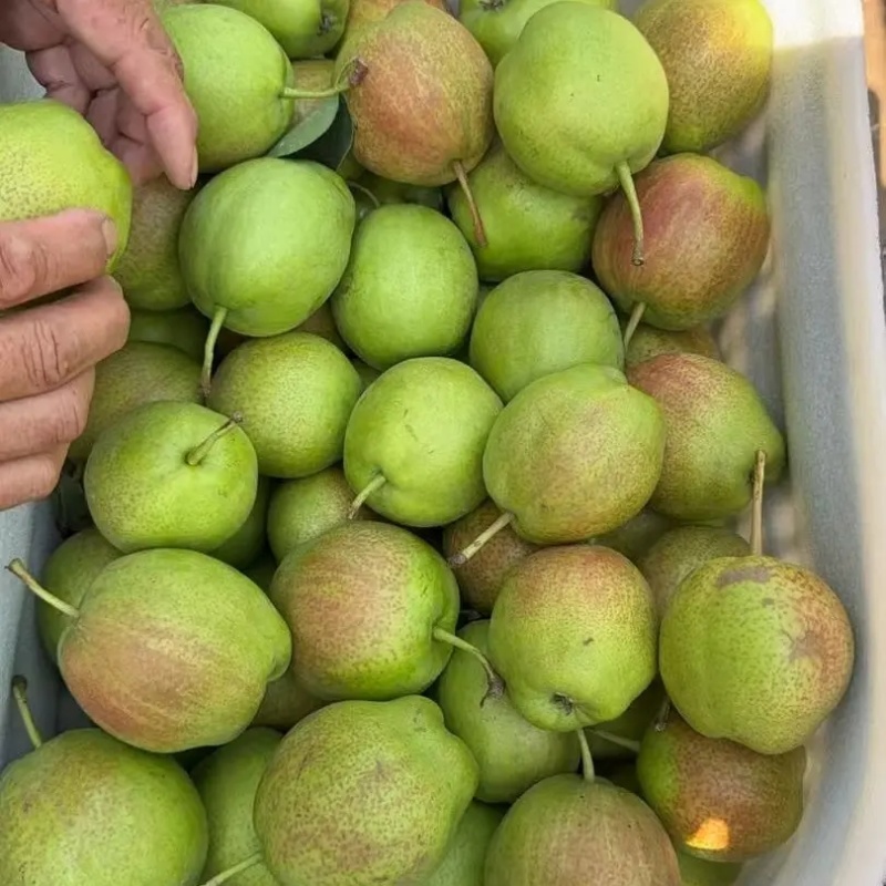 爆汁香梨