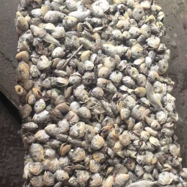 黄鱼头下称22+220吨左右