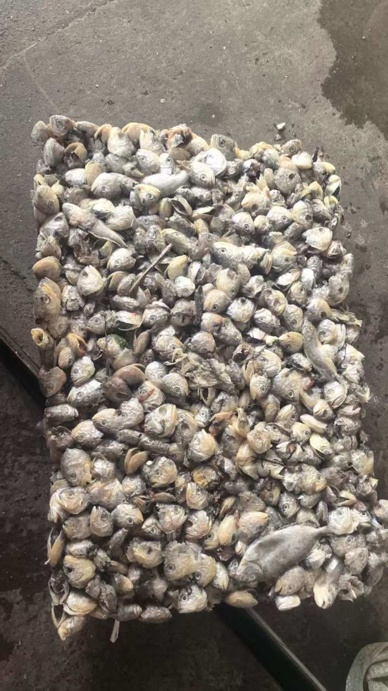 黄鱼头下称22+220吨左右