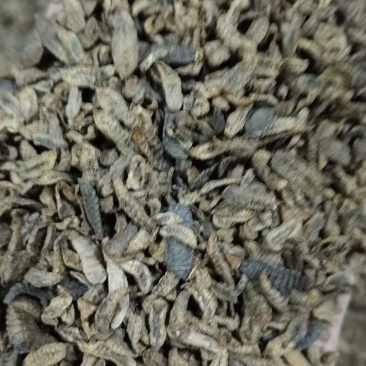黑水虻干虫，鲜虫，虫砂