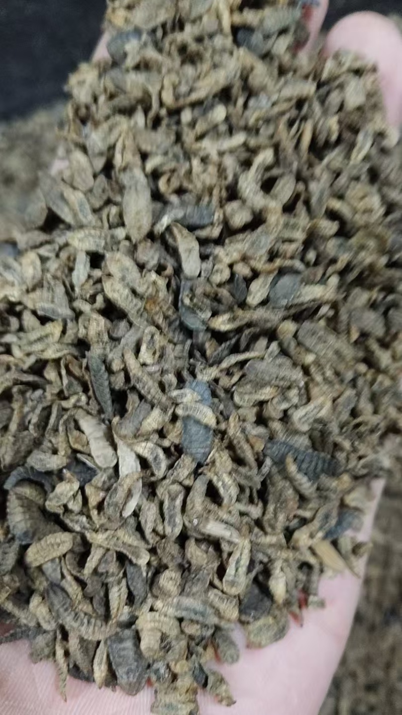黑水虻干虫，鲜虫，虫砂