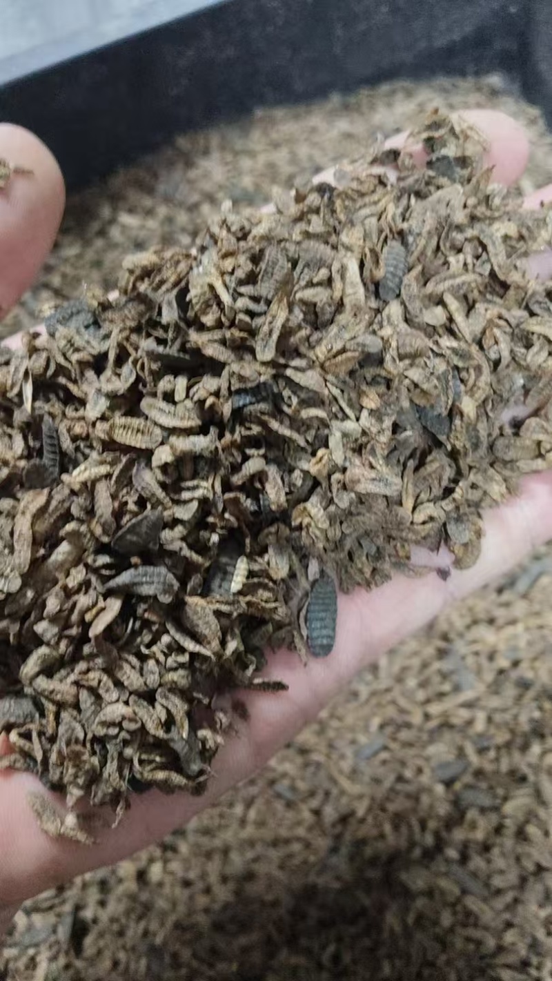 黑水虻干虫，鲜虫，虫砂