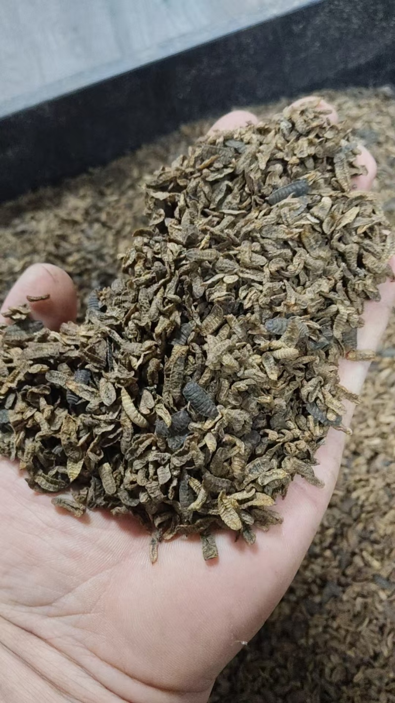 黑水虻干虫，鲜虫，虫砂