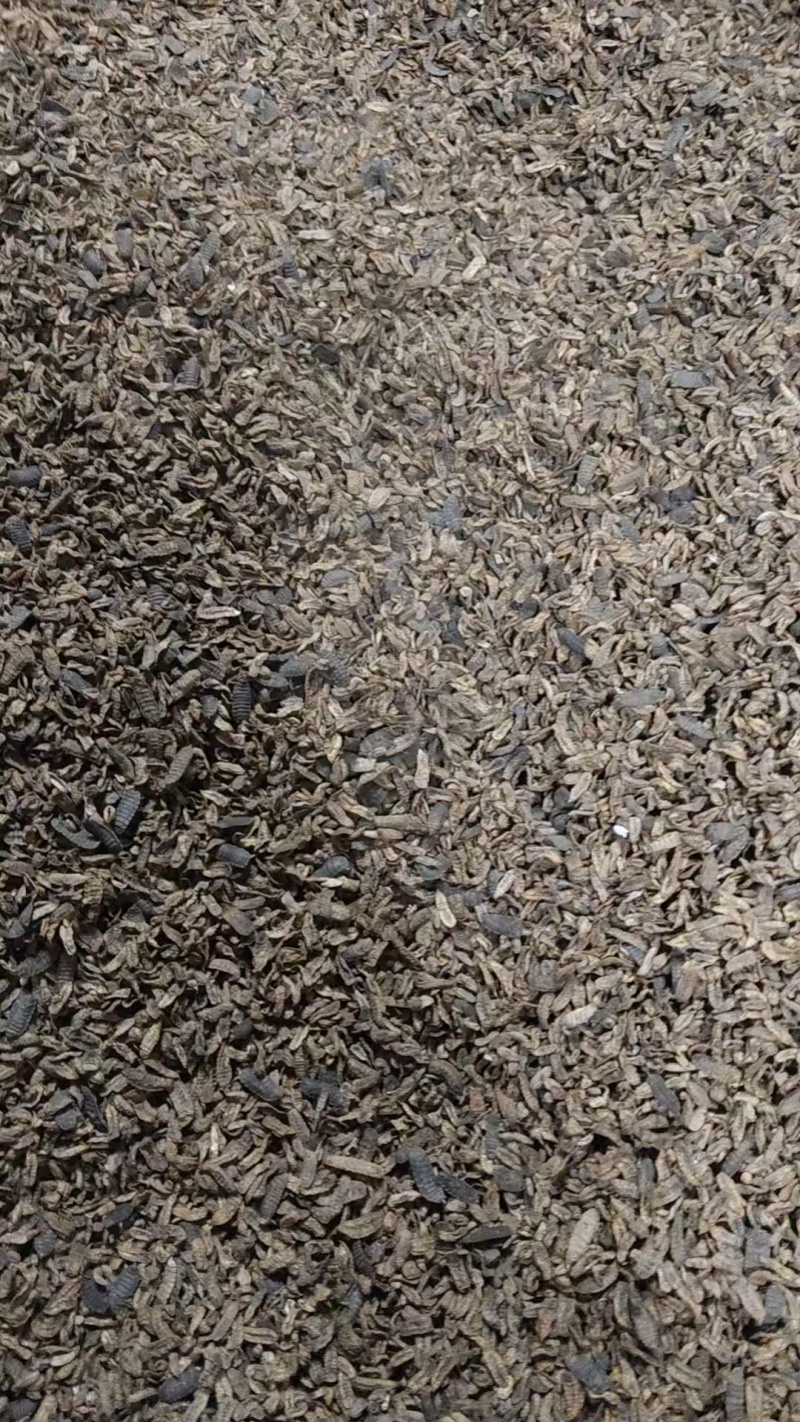 黑水虻干虫，鲜虫，虫砂
