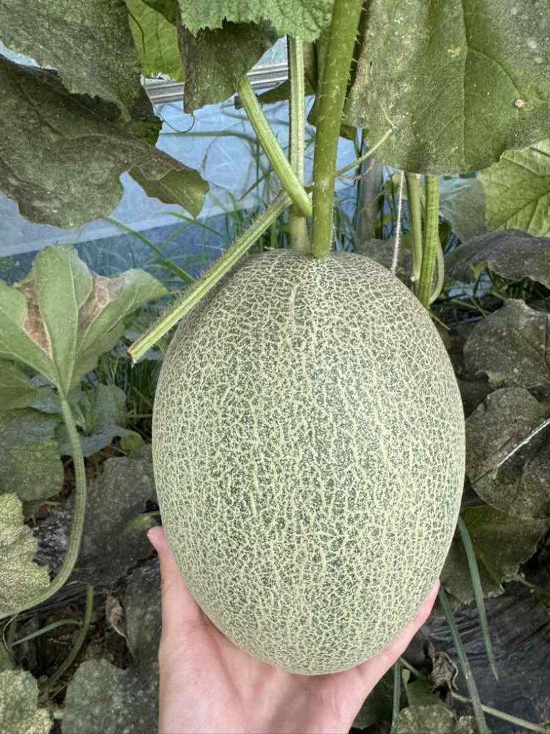 正宗原产地种植现摘现卖个大瓜甜价格美丽代办代收