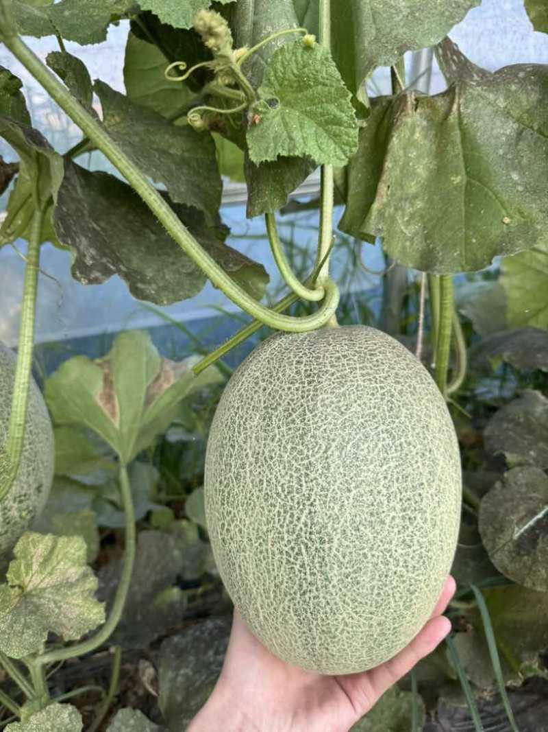 正宗原产地种植现摘现卖个大瓜甜价格美丽代办代收