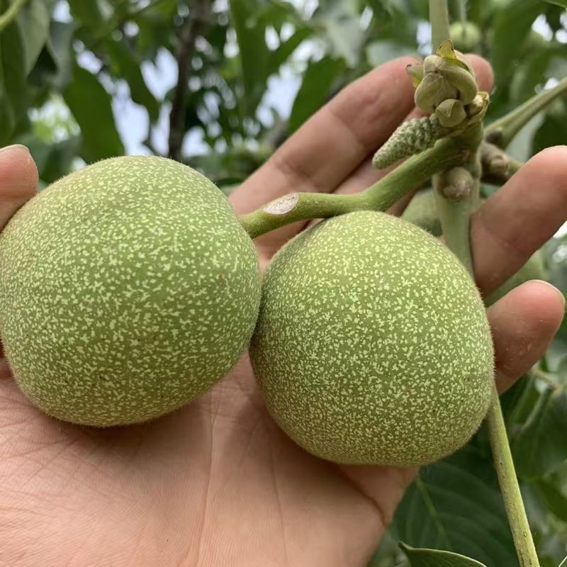 太行山脉******薄皮核桃