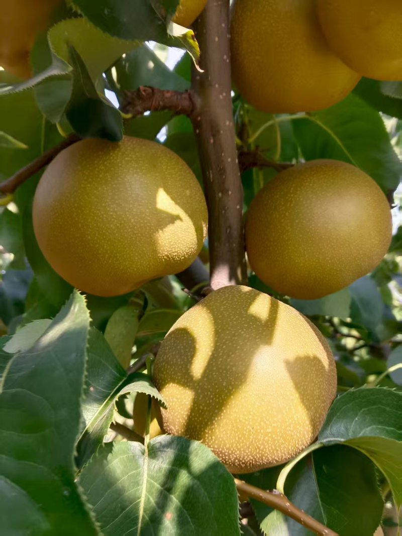 圆黄梨