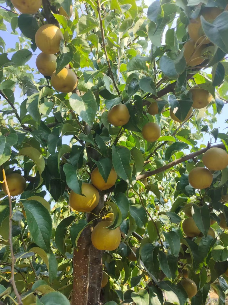 圆黄梨