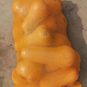精品奶油南瓜大量供应口感好皮毛干净个头均匀货源充足需要的老板