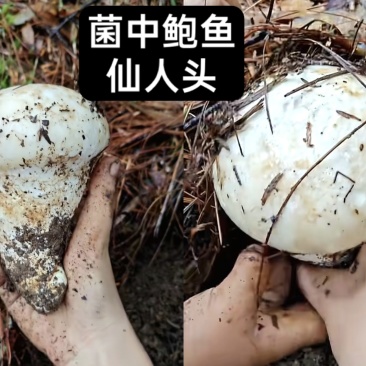 高原野生菌新鲜出炉啦自然美味食材