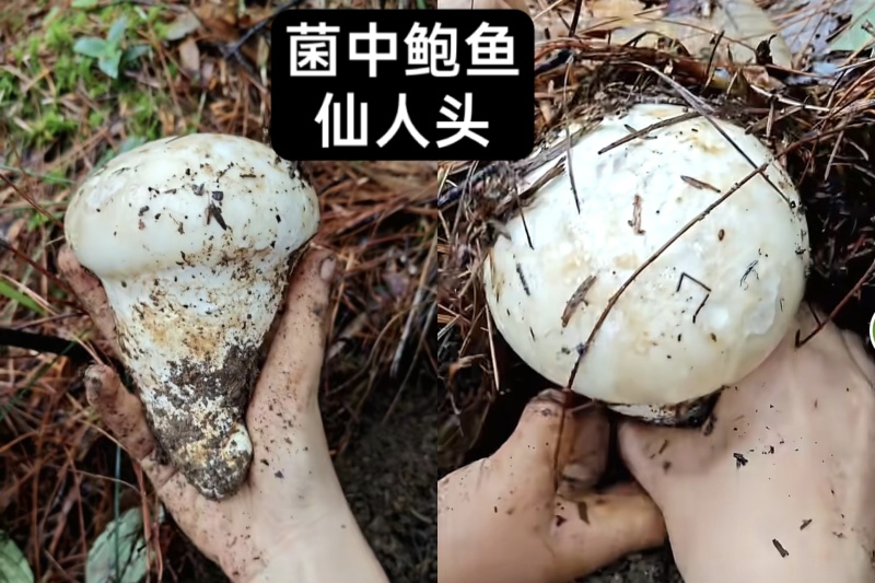 高原野生菌新鲜出炉啦自然美味食材