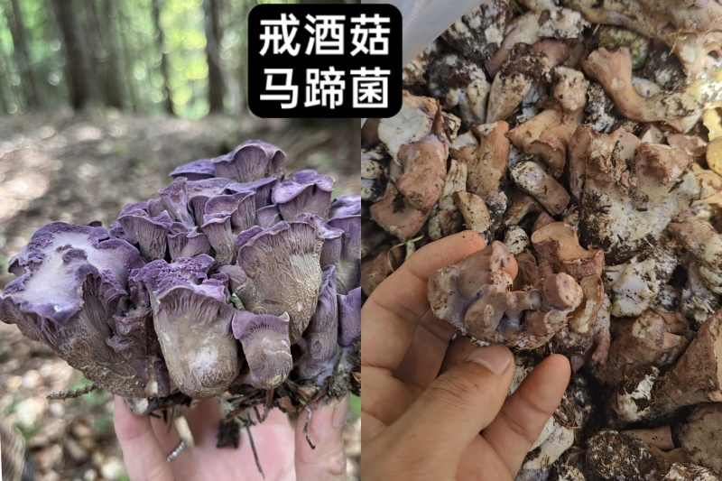 高原野生菌新鲜出炉啦自然美味食材