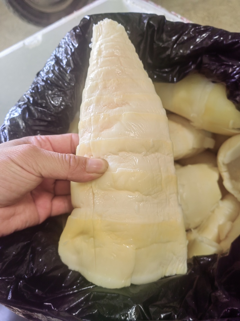 麻竹笋尾，笋尖