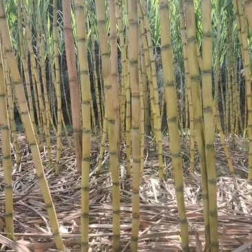 云南玉溪黄皮甘蔗，皮薄、水多、渣少。