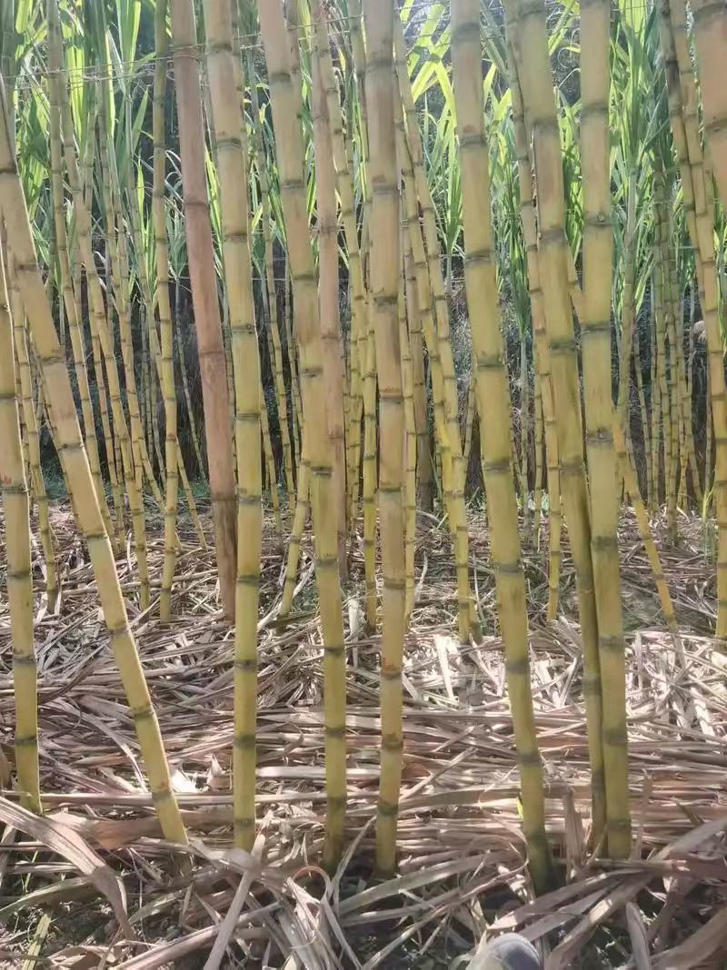 云南玉溪黄皮甘蔗，皮薄、水多、渣少。