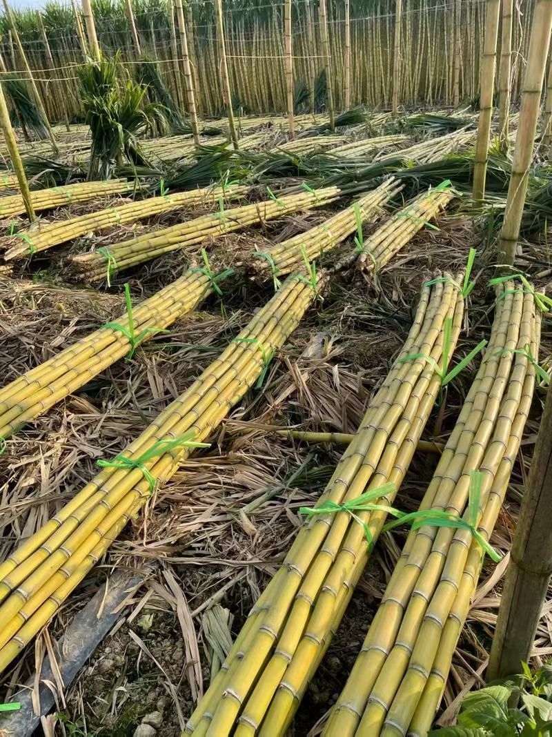 云南玉溪黄皮甘蔗，皮薄、水多、渣少。