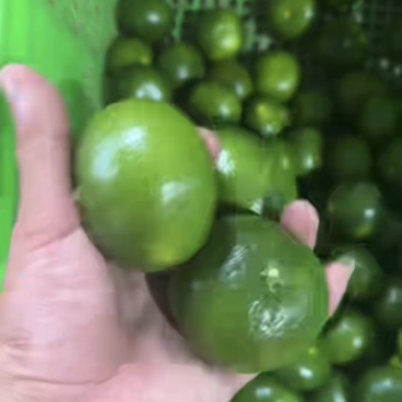 云南高原蜜橘电商小果皮薄肉厚多汁
