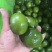 云南高原蜜橘电商小果皮薄肉厚多汁