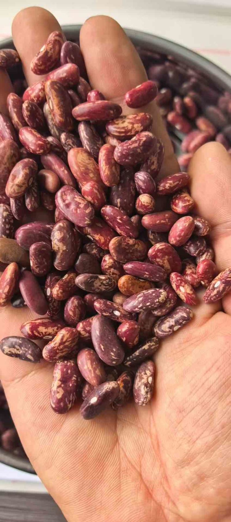 进口紫花芸豆低价
