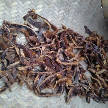 野生骨碎补破片