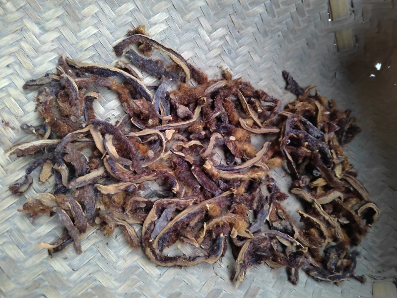 野生骨碎补破片