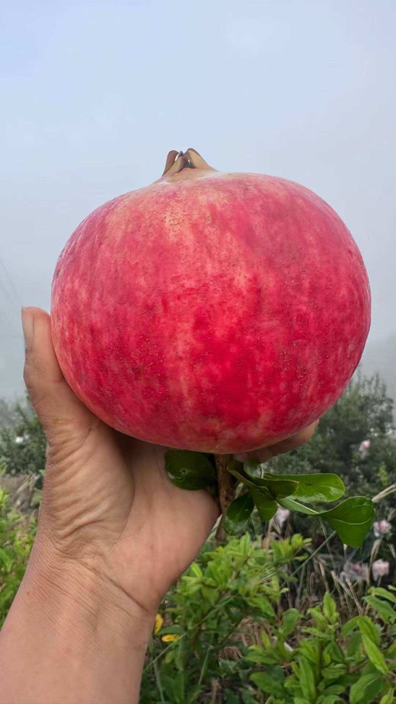 六月红石榴大个头