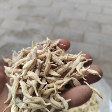 麦冬精品货源正规渠道随时有货