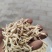 麦冬精品货源正规渠道随时有货