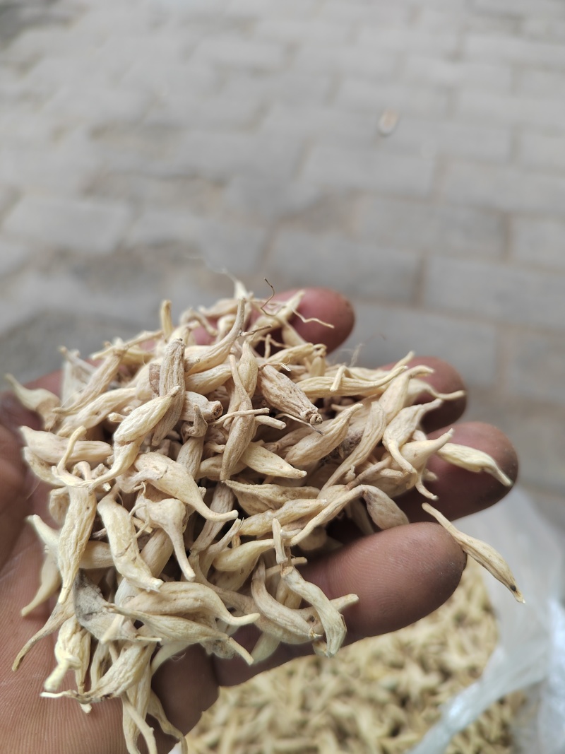 麦冬精品货源正规渠道随时有货
