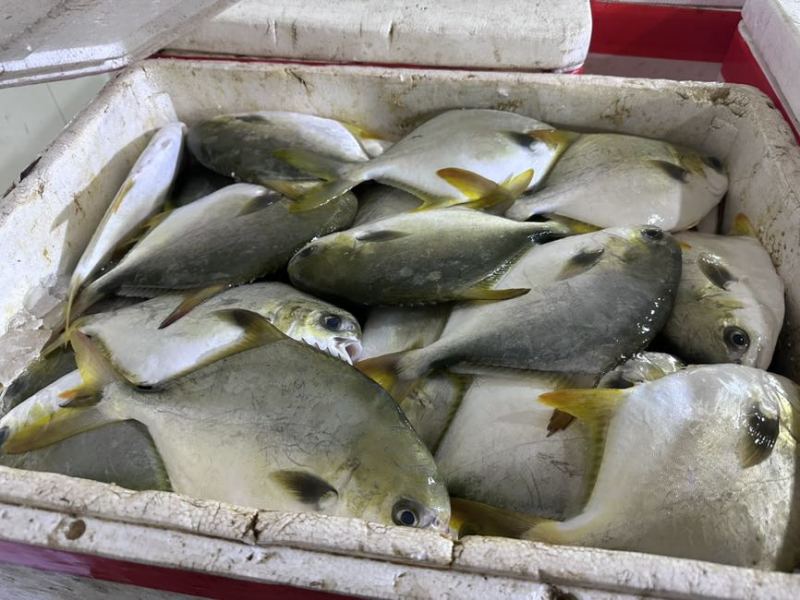 今年新货金鲳鱼（全规格）