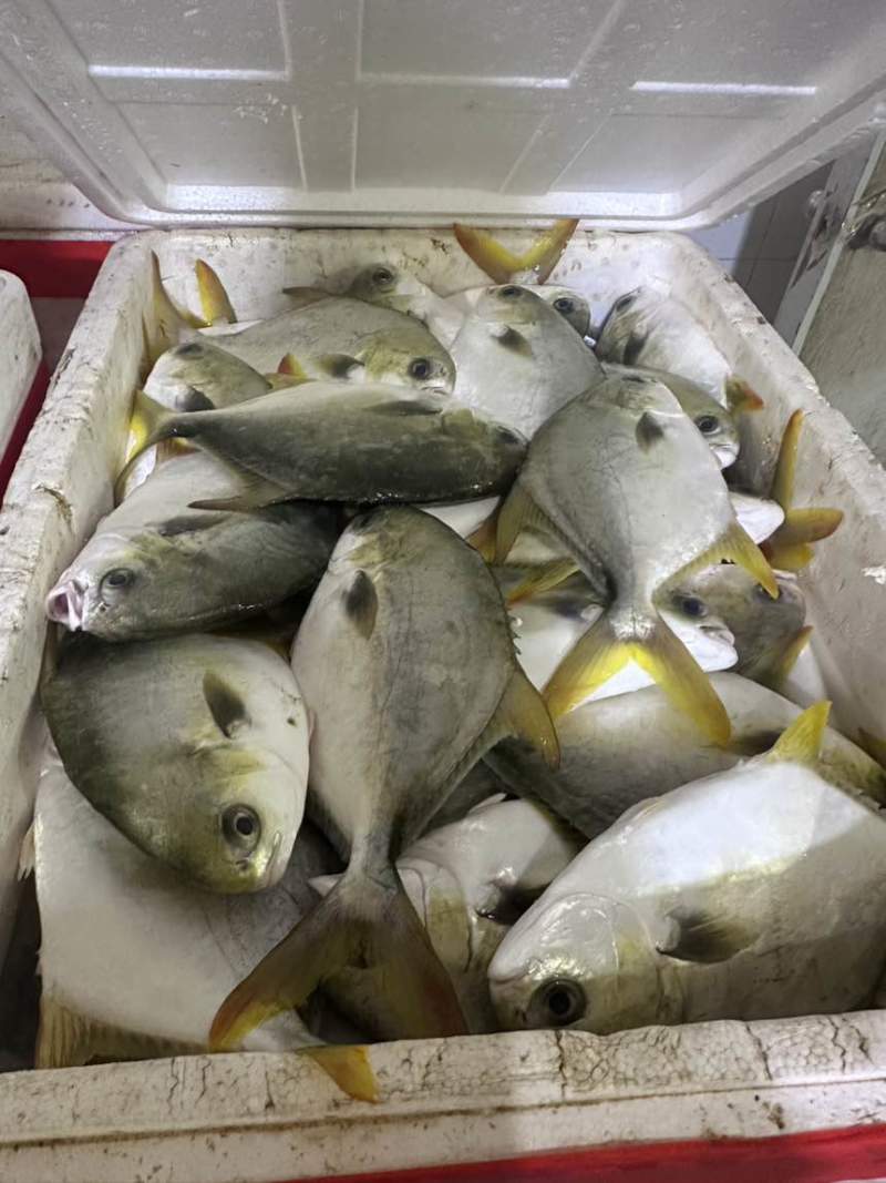 今年新货金鲳鱼（全规格）