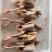全净膛5-6两