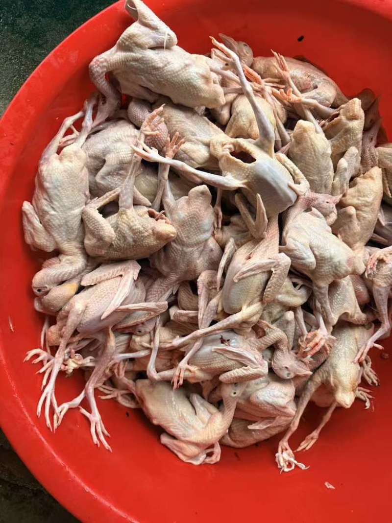 全净膛5-6两