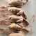全净膛5-6两