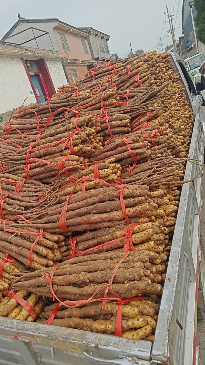 阿涛垆土地怀山药