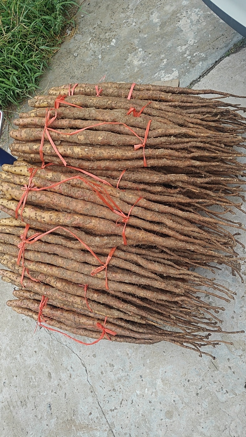 阿涛垆土地怀山药