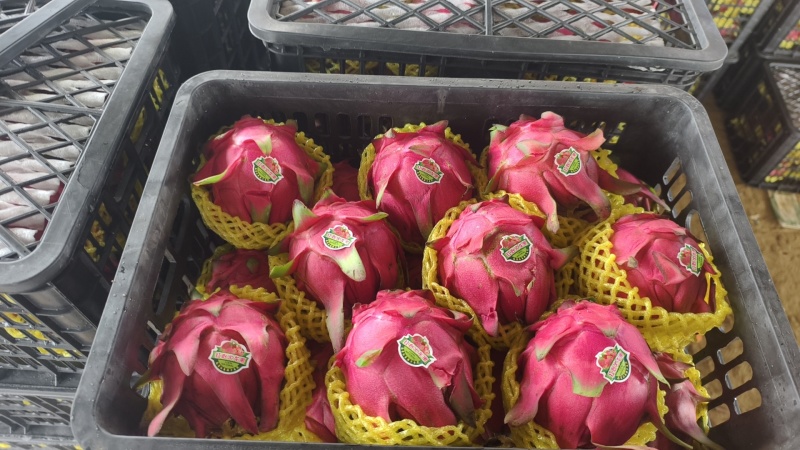 火龙果