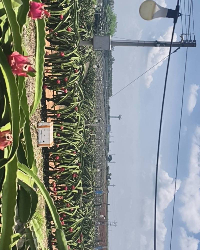 火龙果