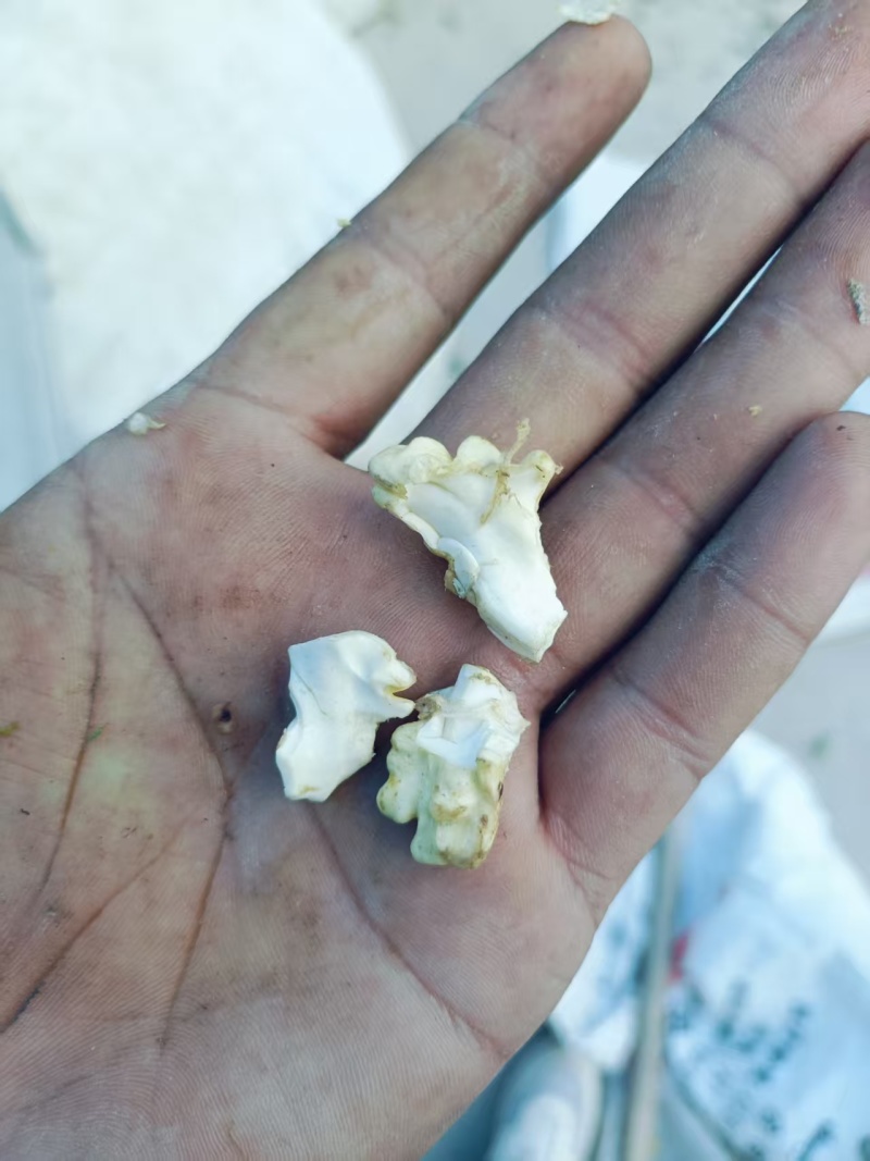 新疆185纸皮核桃