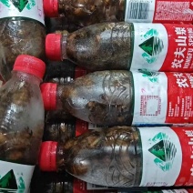 山东大金蝉5克蝉，十万只精品团购商超电商都可以精挑售后无忧