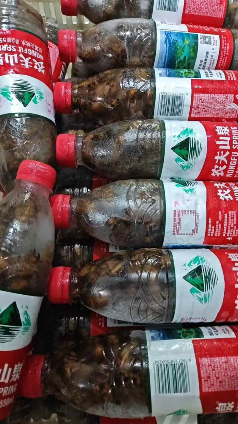 山东大金蝉5克蝉，十万只精品团购商超电商都可以精挑售后无忧
