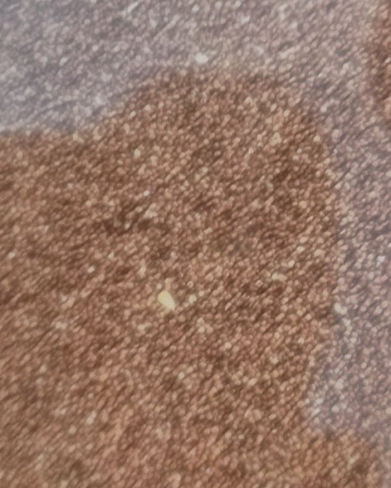 红高梁